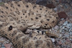 Crotalus cerastes cercobombus