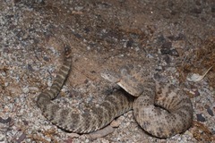 Crotalus tigris