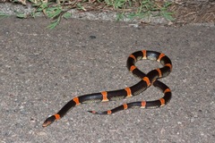 Rhinocheilus antonii