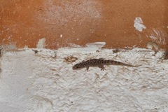Phyllodactylus tuberculosus