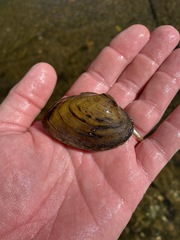 Ptychobranchus foremanianus