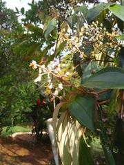 Miconia dodecandra