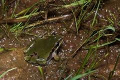Hyla wrightorum