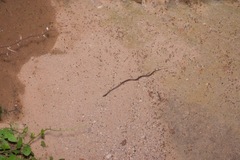 Hypsiglena chlorophaea