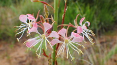 Oenothera cinerea
