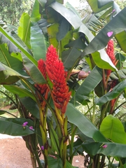 Musa coccinea