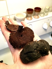 Hydnellum fuscoindicum