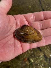 Ptychobranchus foremanianus