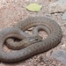 West Coast Garter Snake - Photo (c) John Sullivan, some rights reserved (CC BY-NC), uploaded by John Sullivan