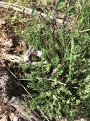 Hebecarpa macradenia