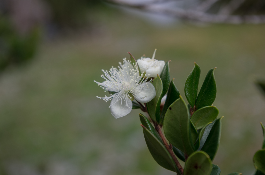 Luma apiculata, Cautín, Araucanía, Chile