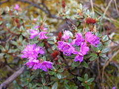 Rhododendron lapponicum