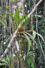 Maxillaria egertoniana