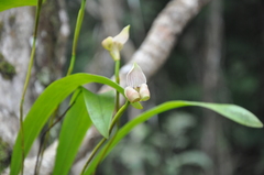 Maxillaria egertoniana