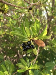 Stenostomum acutatum
