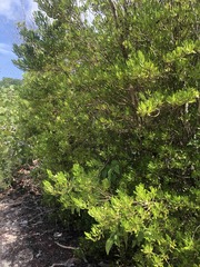 Stenostomum acutatum