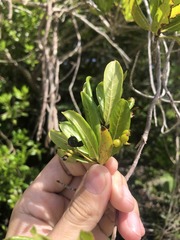 Stenostomum acutatum