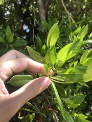 Stenostomum acutatum