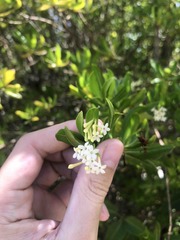 Stenostomum acutatum