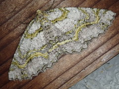 Gigantalcis flavolinearia