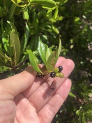 Stenostomum acutatum