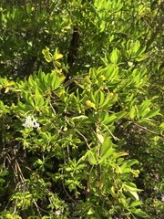 Stenostomum acutatum