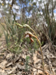 Pterostylis maxima
