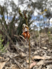 Pterostylis maxima