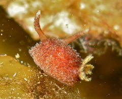 Acanthodoris pilosa