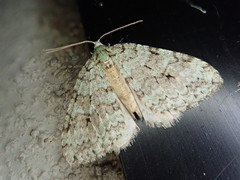 Epirrita viridipurpurescens