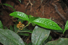 Palicourea racemosa