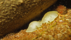 Cadlina laevis