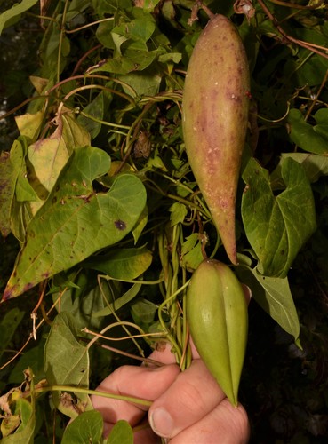 honey-vine climbing milkweed