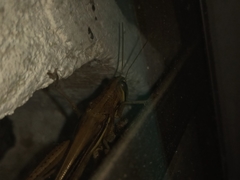 Cyrtacanthacridinae