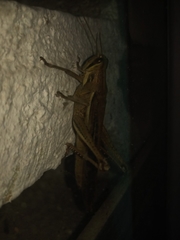 Cyrtacanthacridinae