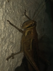 Cyrtacanthacridinae
