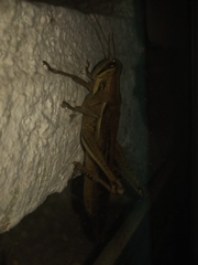 Cyrtacanthacridinae