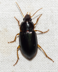 Notiobia terminata