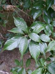 Lithocarpus konishii