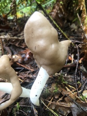 Helvella compressa