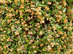 Pomaderris edgerleyi