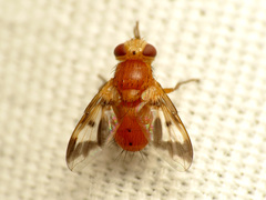 Oestrophasia calva