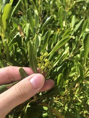 Dodonaea viscosa elaeagnoides