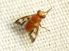 Oestrophasia calva