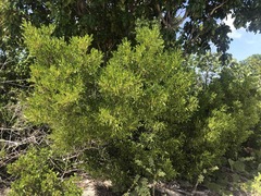 Dodonaea viscosa elaeagnoides