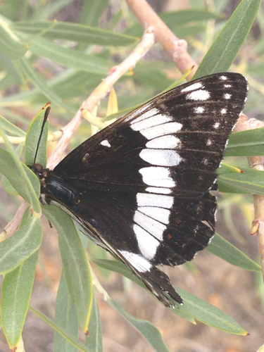 Weidemeyer's Admiral