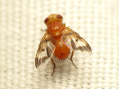 Oestrophasia calva