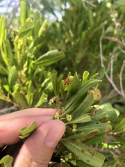 Dodonaea viscosa elaeagnoides