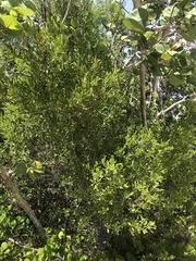 Dodonaea viscosa elaeagnoides