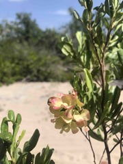 Dodonaea viscosa elaeagnoides